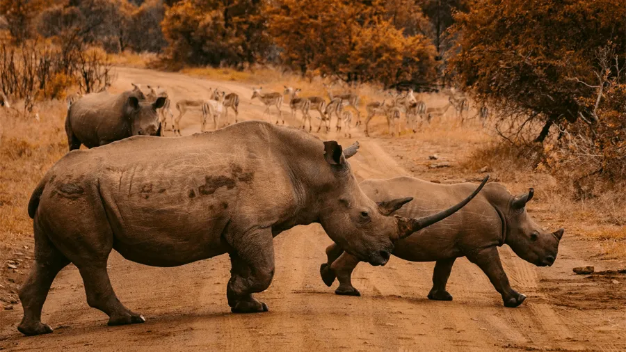 Noshörningar som går över väg i Sydafrika.