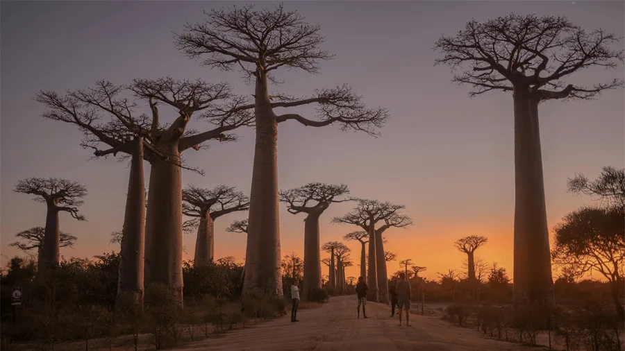 Höga baobabträd i Madagaskar.