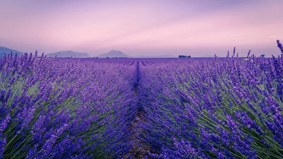 Ett lavendelfält och lila himmel i Provence.