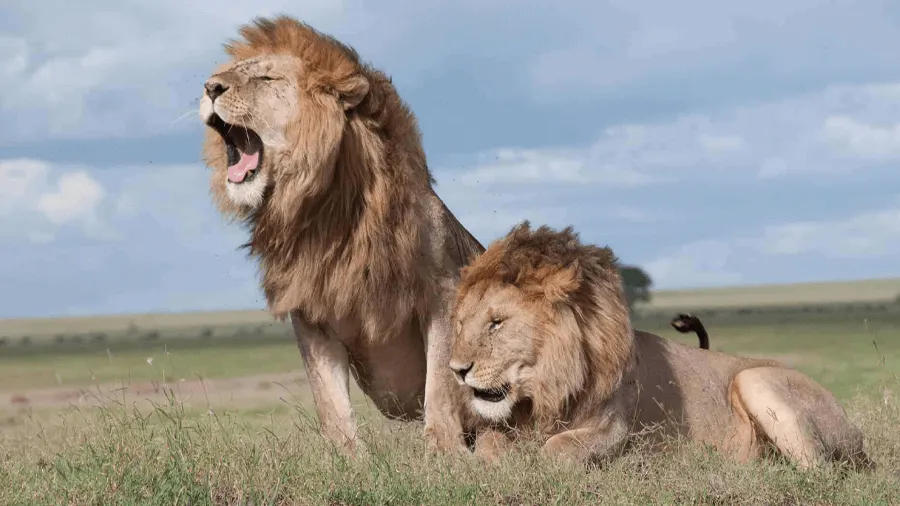 Lejon på savannen under en safari i Afrika.