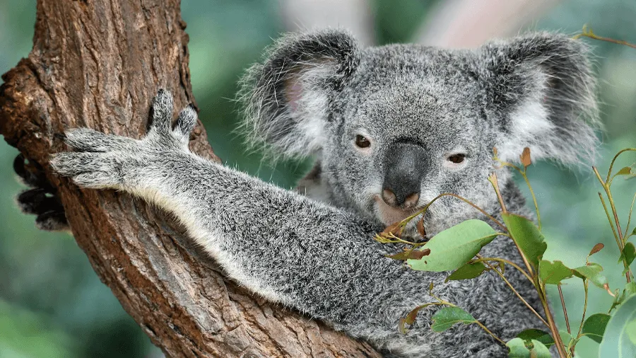 En koala i Australien.