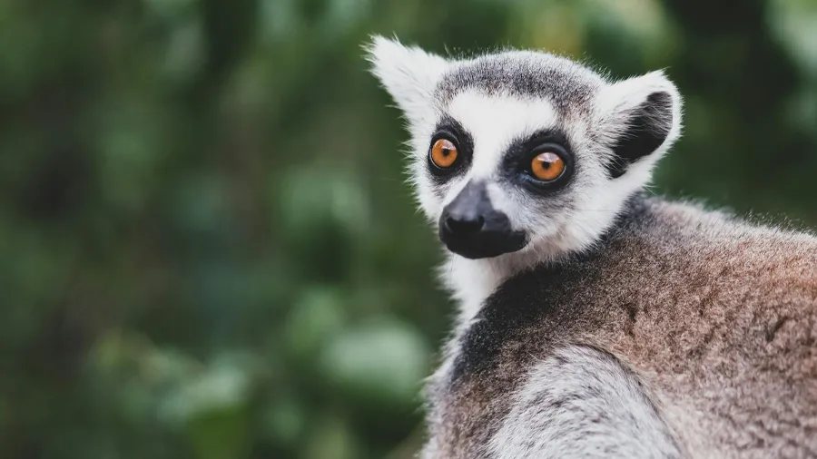 En ringsvanslemur i Madagaskar, en av många fantastiska resmål.
