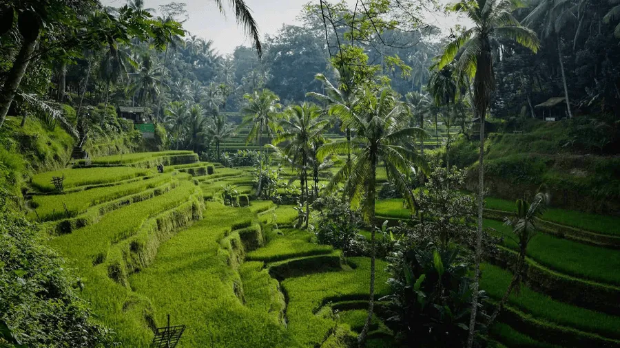 Ett gräsfält i Ubud, Bali.