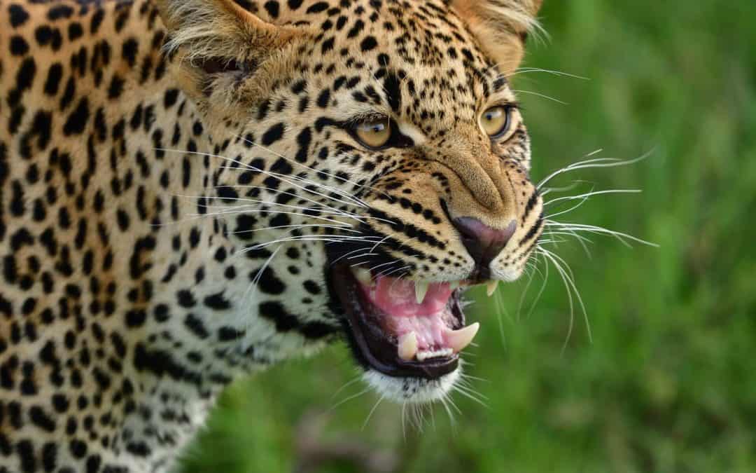 Safari – Afrikas storslagna djurliv och The Big Five