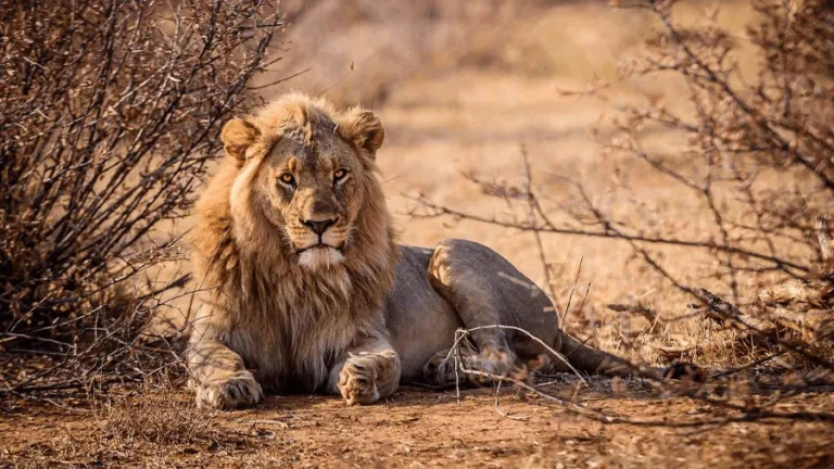 En lejonhane på en safari i Kenya.