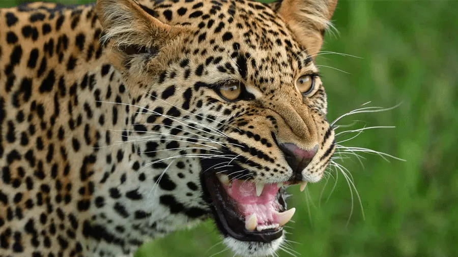 En aggressiv leopard.