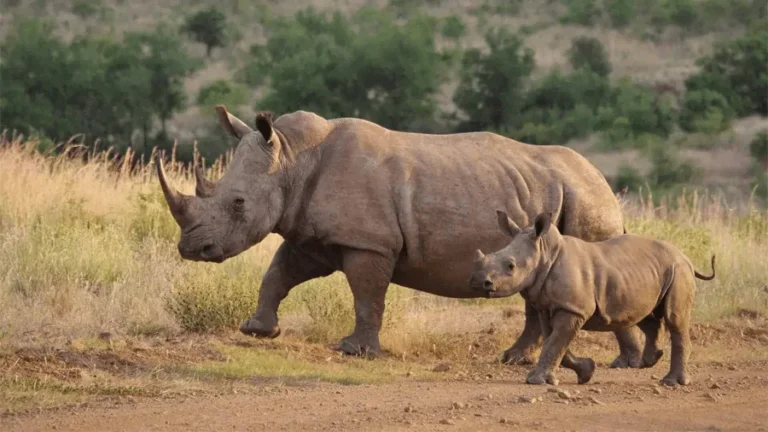 Noshörningar på safariresor i Kenya.