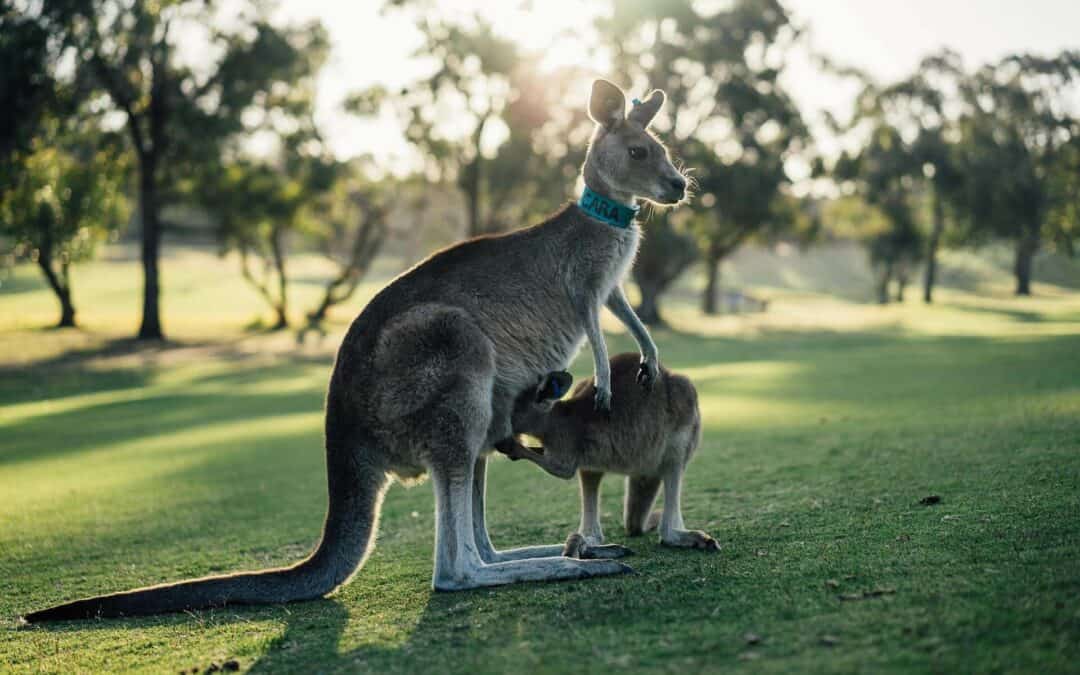 Australiens outback