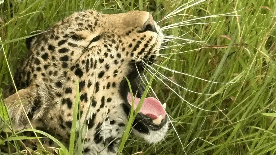 Gäspade leopard i savannen.