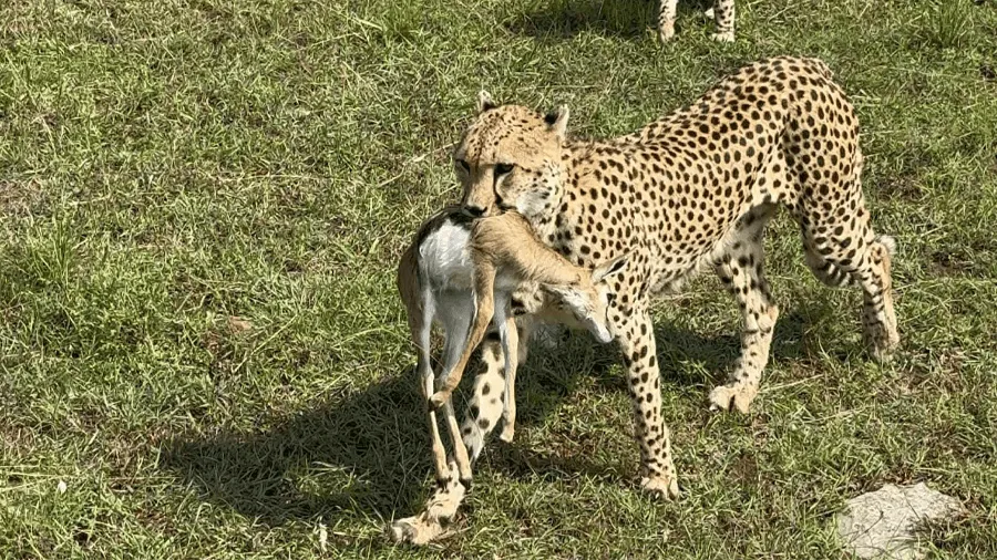 Gepard med byte i munnen.
