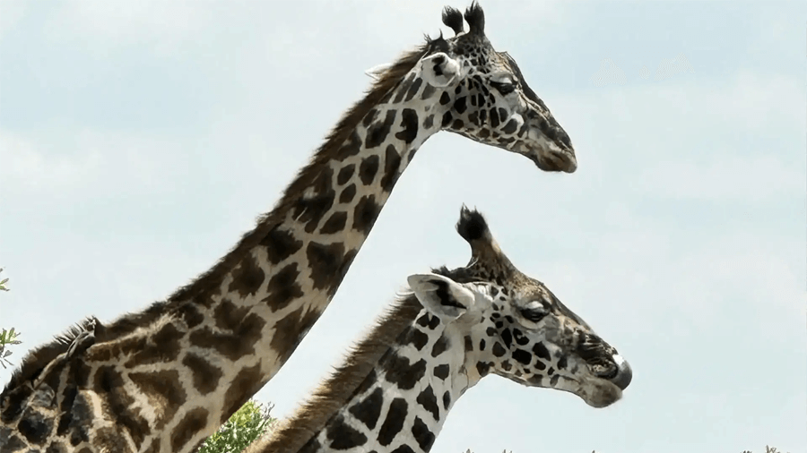 Giraffer som kan ses på safariresor i Kenya.