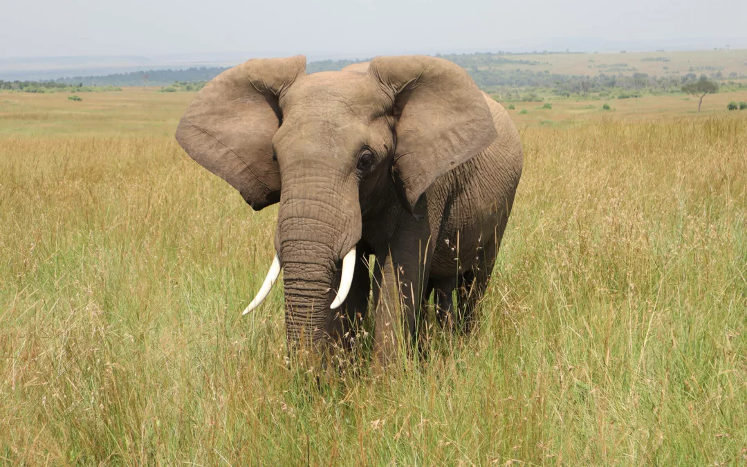 Safariresor Kenya – Upptäck vildmarkens skatter!