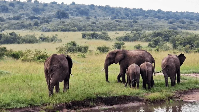 Elefanter på en safari i Masai Mara.