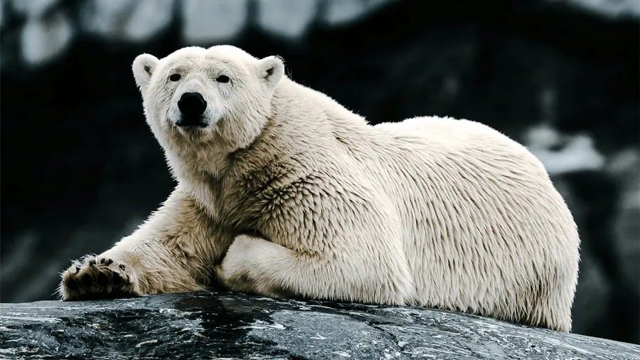 En isbjörn i Svalbard.