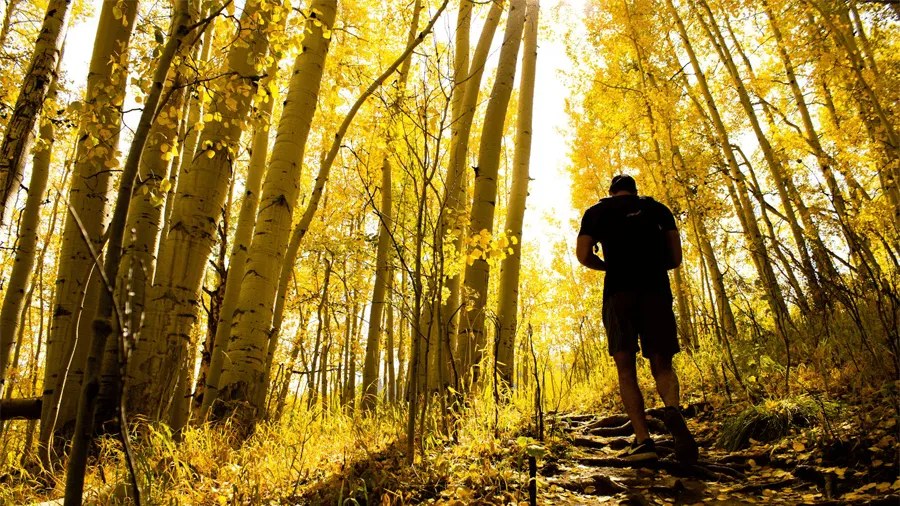 Person som vandrar i Aspen i Colorado under sommaren.