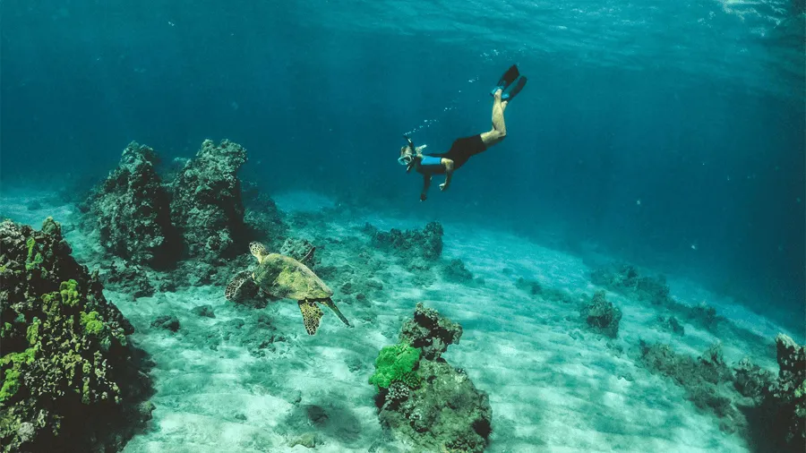 På en Hawaii resa med all inclusive kan du snorkla bland sköldpaddor.