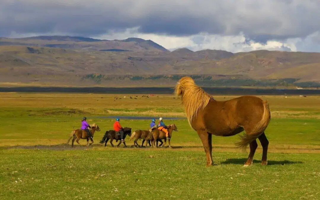 Tvisturs ästuthyrning är en av många barnvänliga resmål i nordöstra Island.
