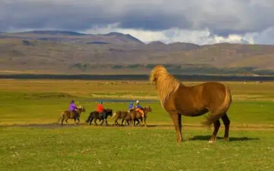 Res till Island 6 barnvänliga resmål i nordöstra Island