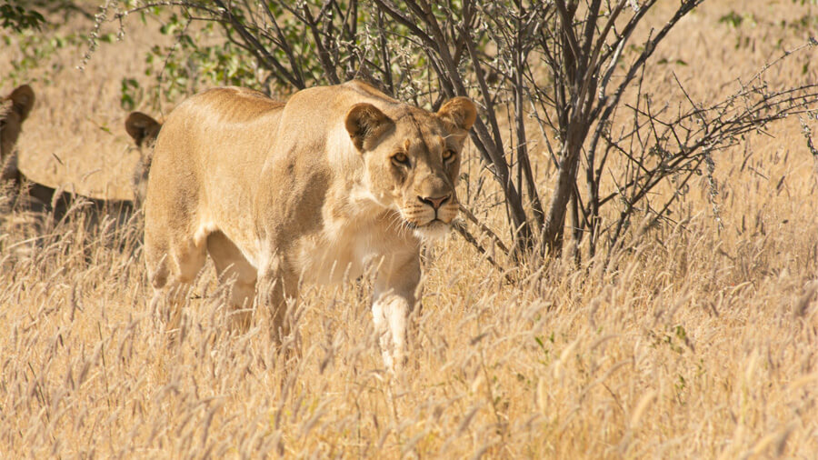 Lejon kan du se på en resa till Namibia.