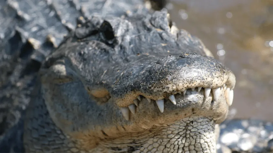 Alligator i Mississippi.