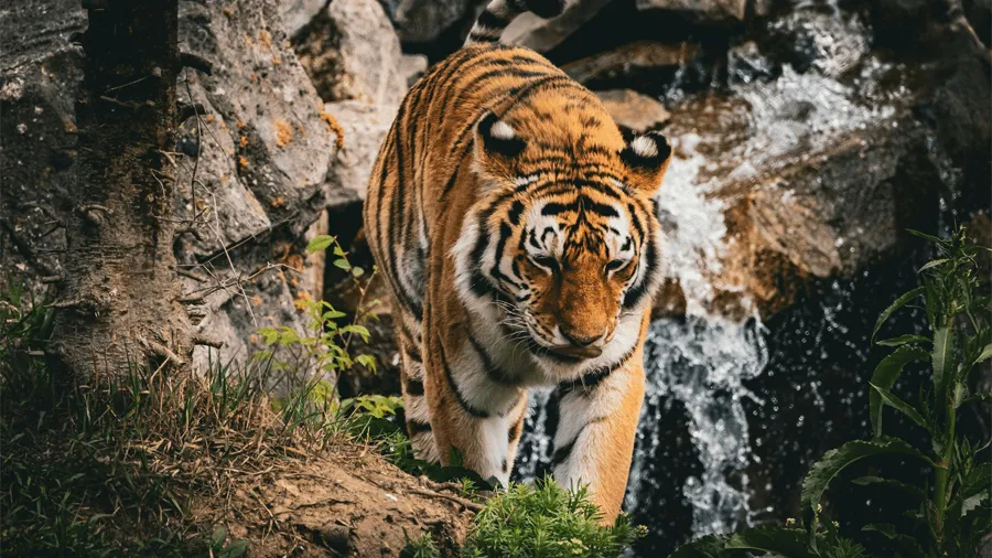 En tiger på ett zoo i Omaha.