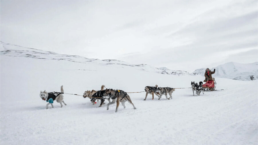 Hundspann på Svalbard.