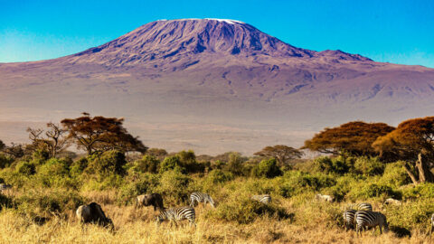 Kilimanjaro och djur.