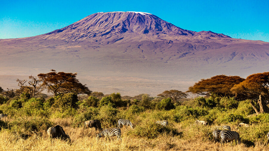 Kilimanjaro och djur.