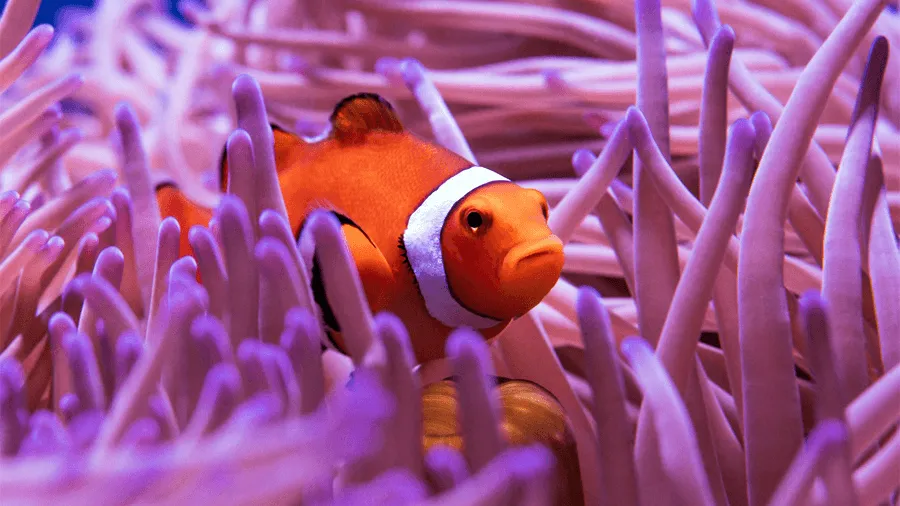 Clownfisk i the great barrier reef.