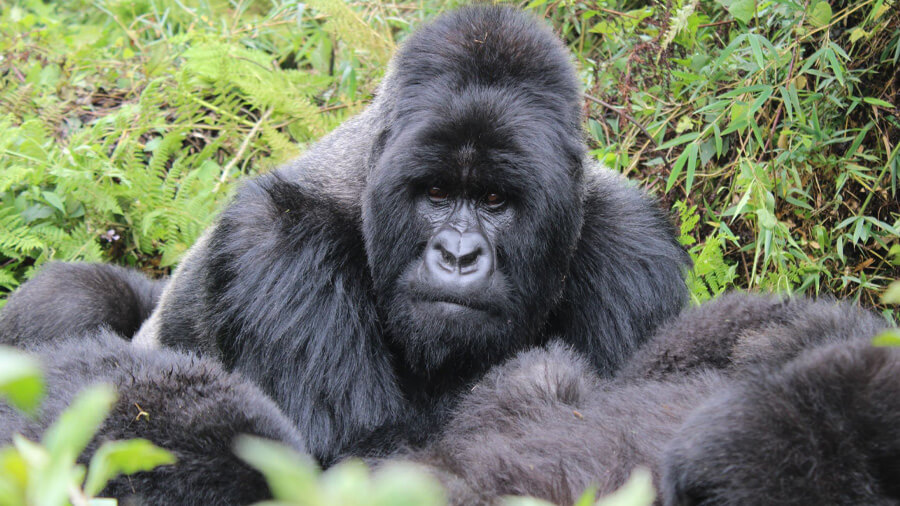 En gorilla kan du se på en resa till Rwanda.