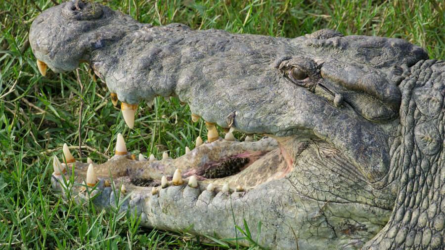 Krokodil i Uganda.