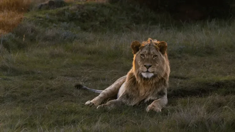 En lejonhane. Se lejon på en safariresa till Afrika.