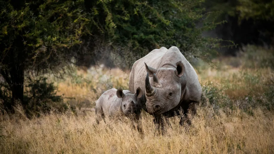 Noshörningar på Kruger national park, en safaripark i Sydafrika.