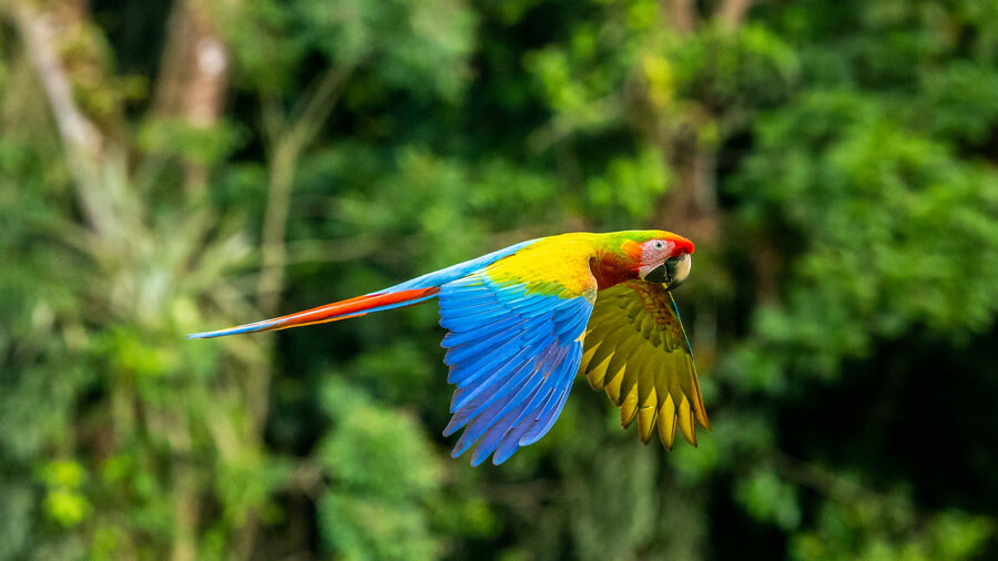 En röd ara i Costa Rica, ett land som arbetar med ekoturism.