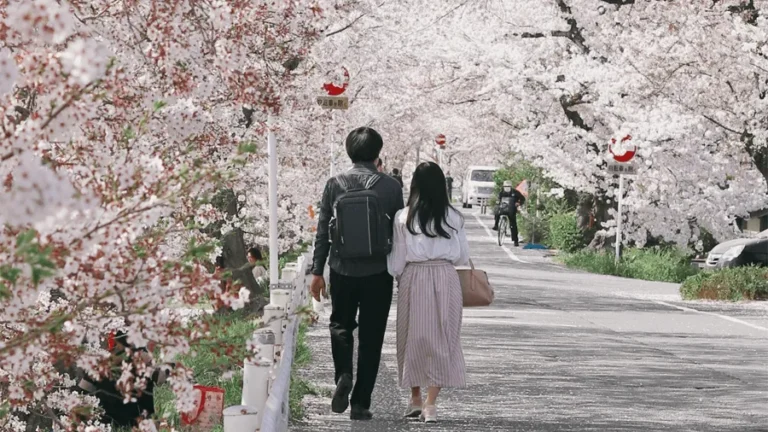 Ett par som går bland kärsbärsblommor under vår i Japan.