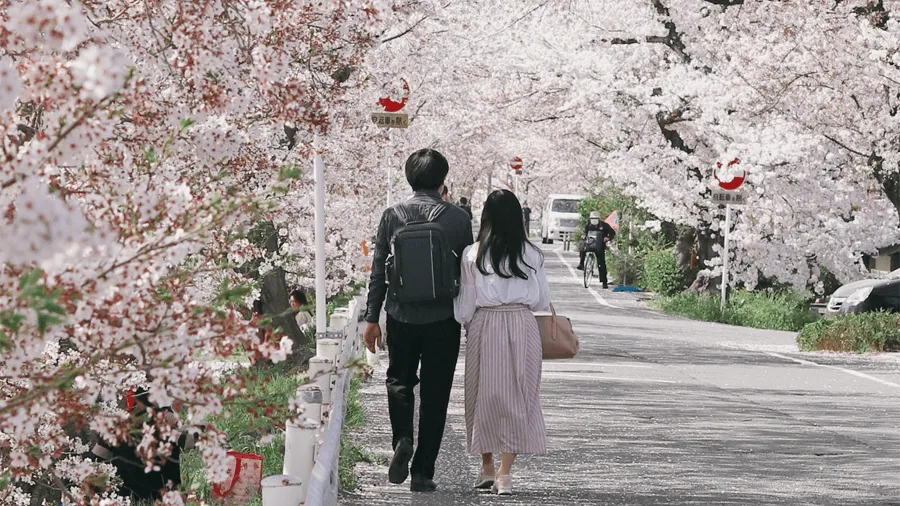 Ett par som går bland kärsbärsblommor under vår i Japan.