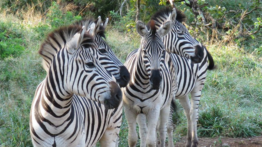Zebror kan du se i en safaripark i Sydafrika.