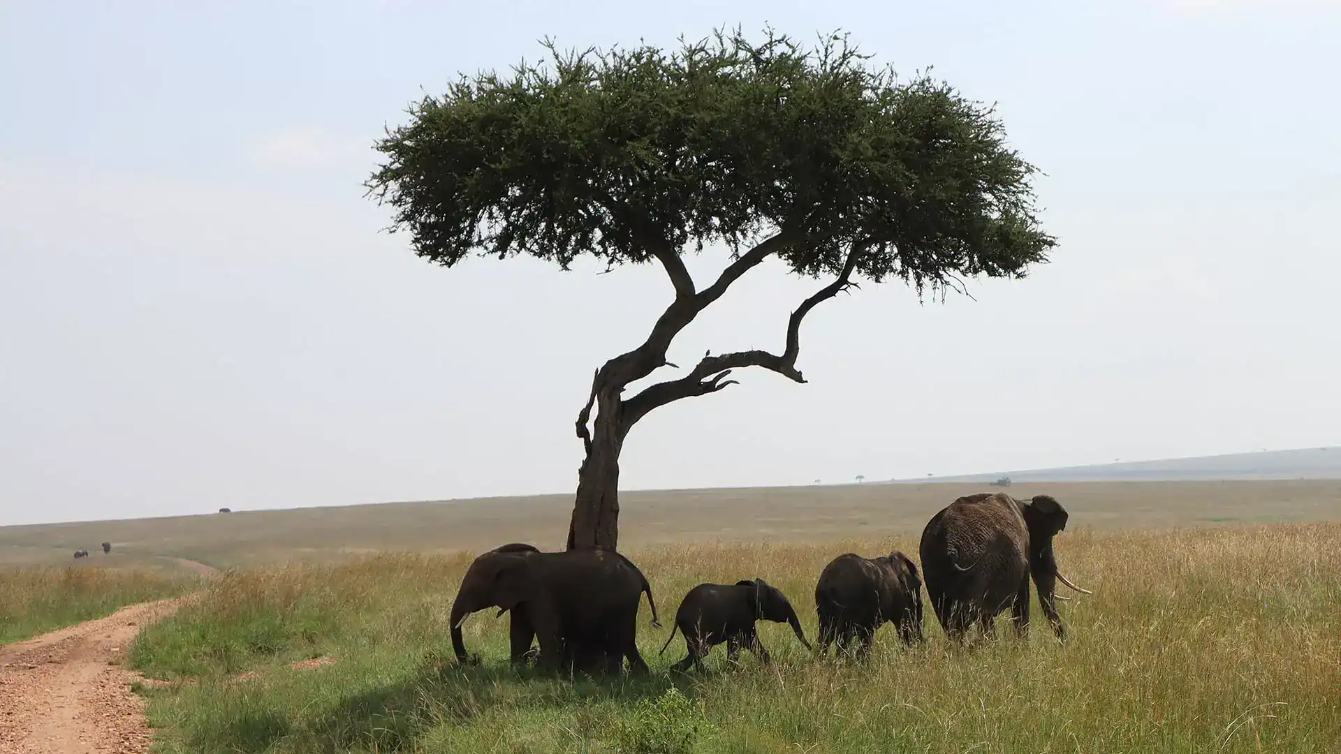 Kryssningar Kryssningar