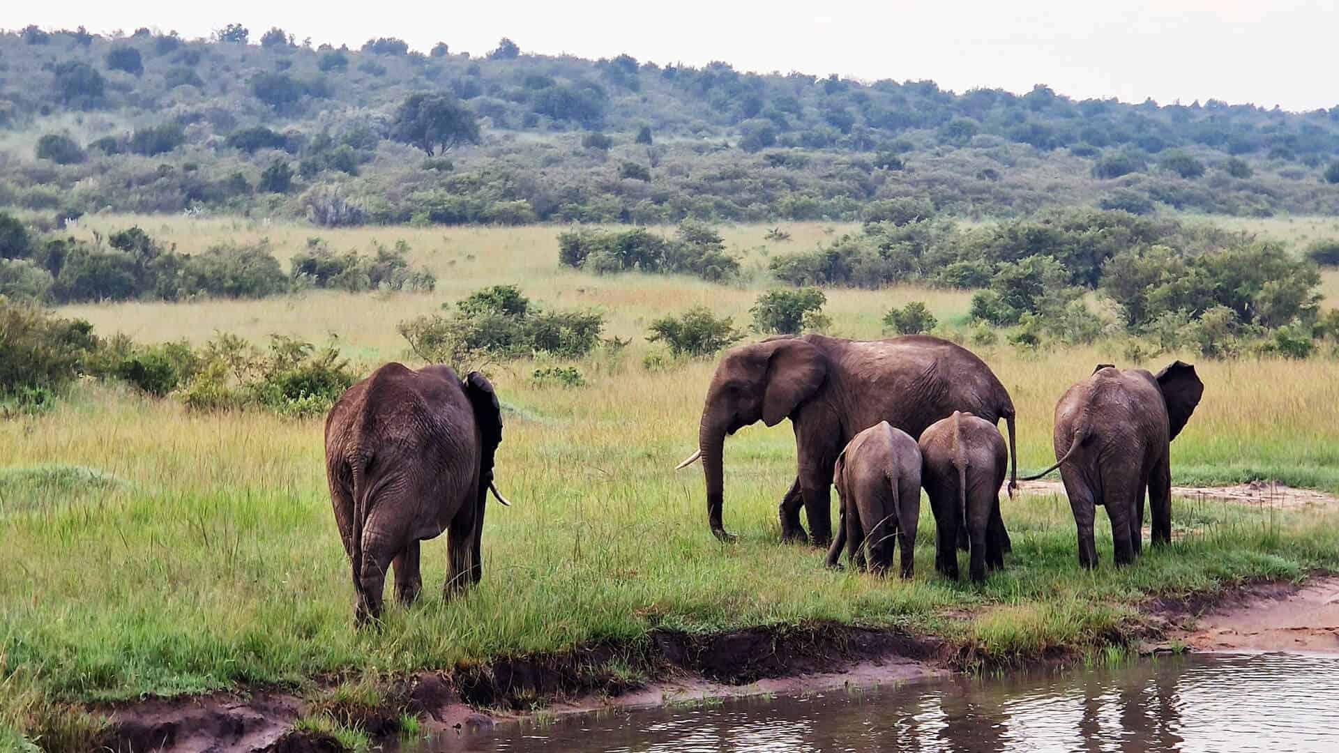 Kryssningar Kryssningar