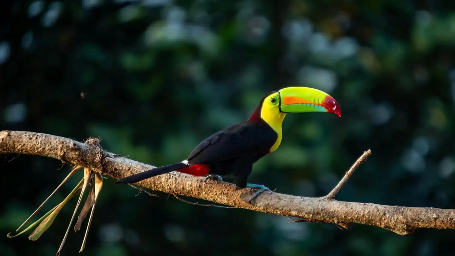Resmål Tucan på en trädgren i Costa Rica, Centralamerika.