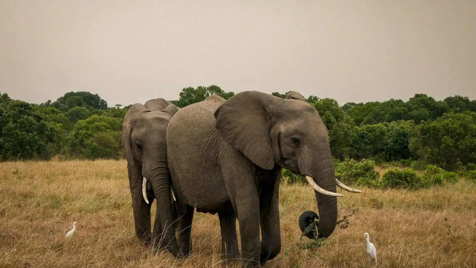 Resmål Elefant på savann i Tanzania, Afrika.