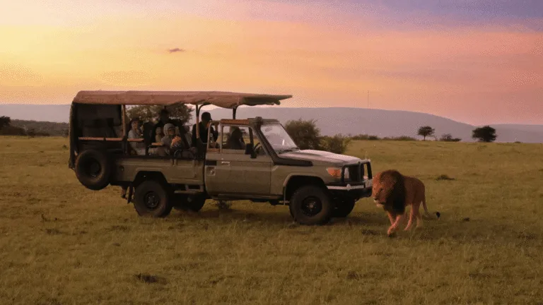 En lejonhane som passerar en safaribil.