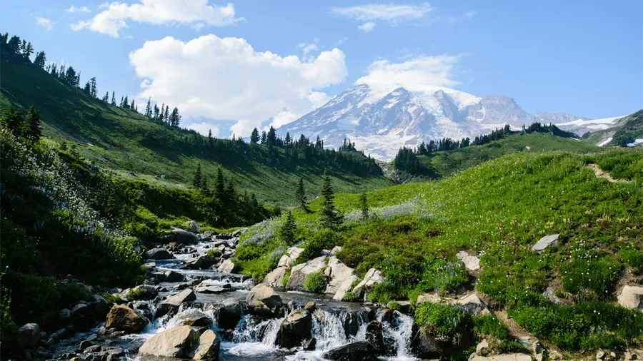 Mount rainier national park i Washington.
