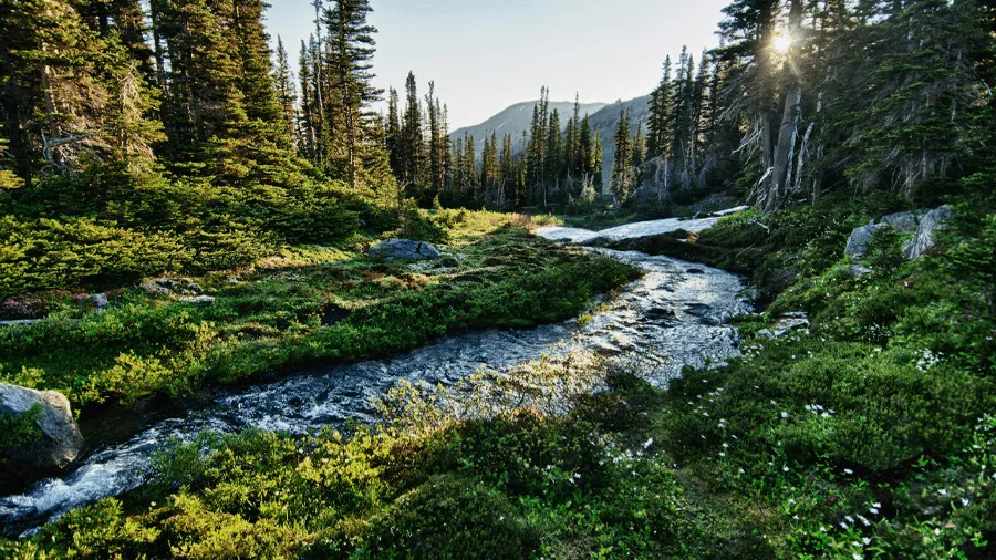 Olympic national park i Washington.