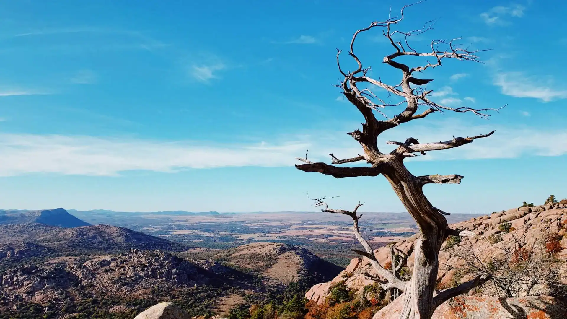 Mount scott med en trädgren i förgrunden.