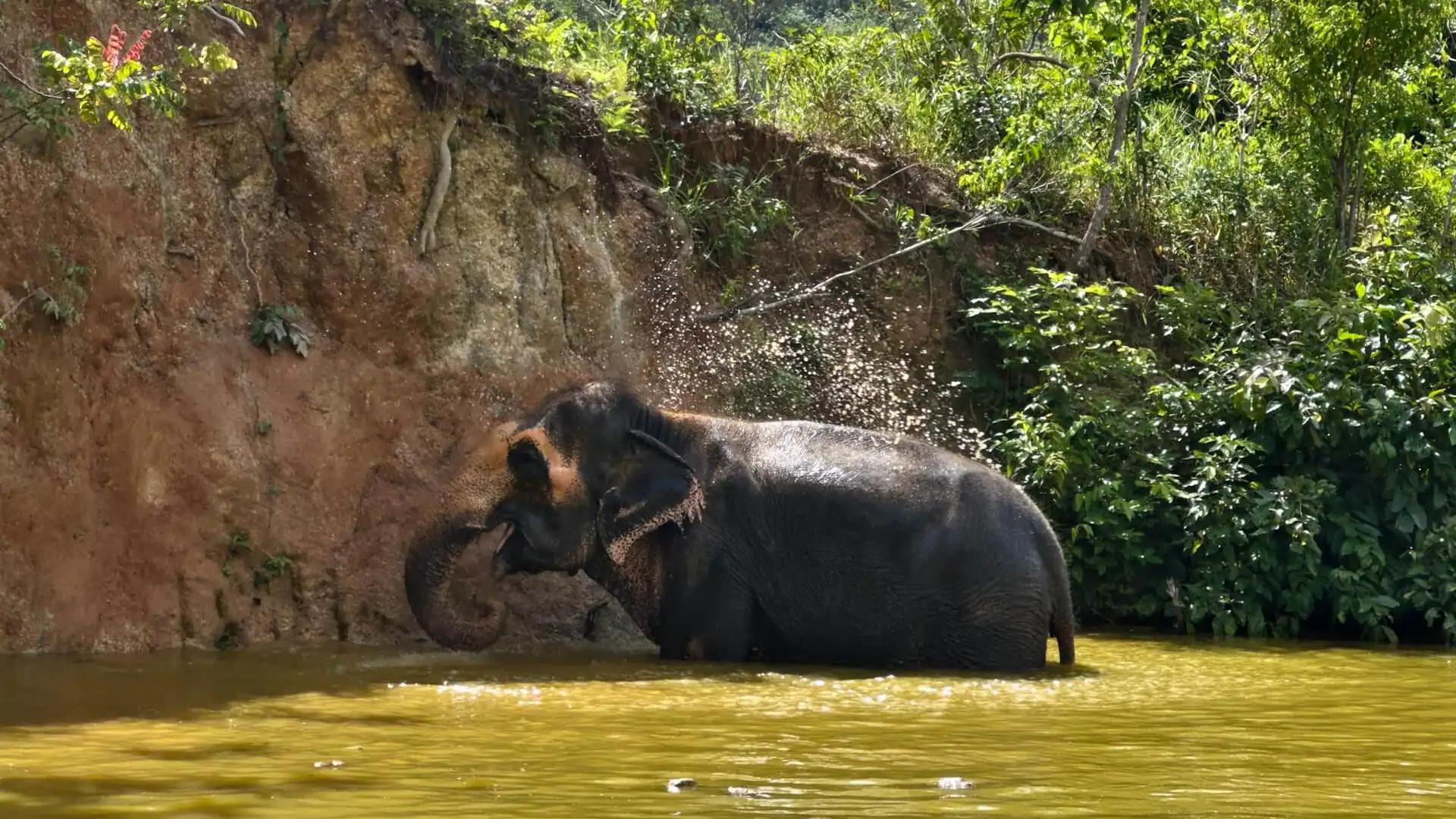 Phuket Elefant som badar i Phuket.
