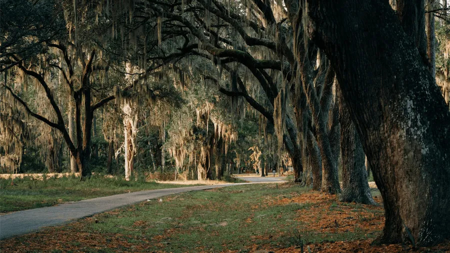 Allé i South Carolina i USA.