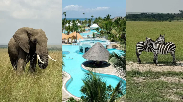 Collage med en elefant på en gräsbevuxen slätt, ett poolområde med palmer och två zebror