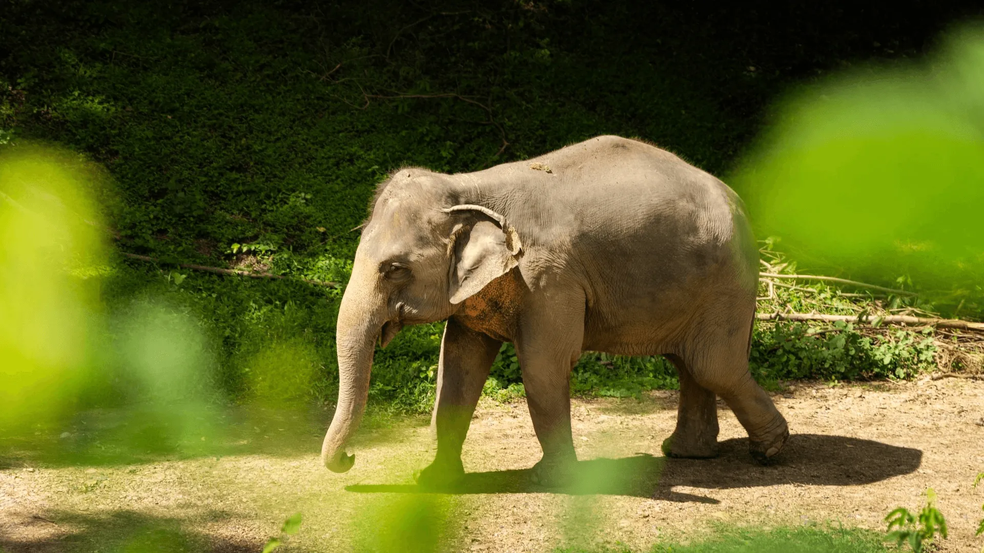 Elefant som travar på ett gräsfält.