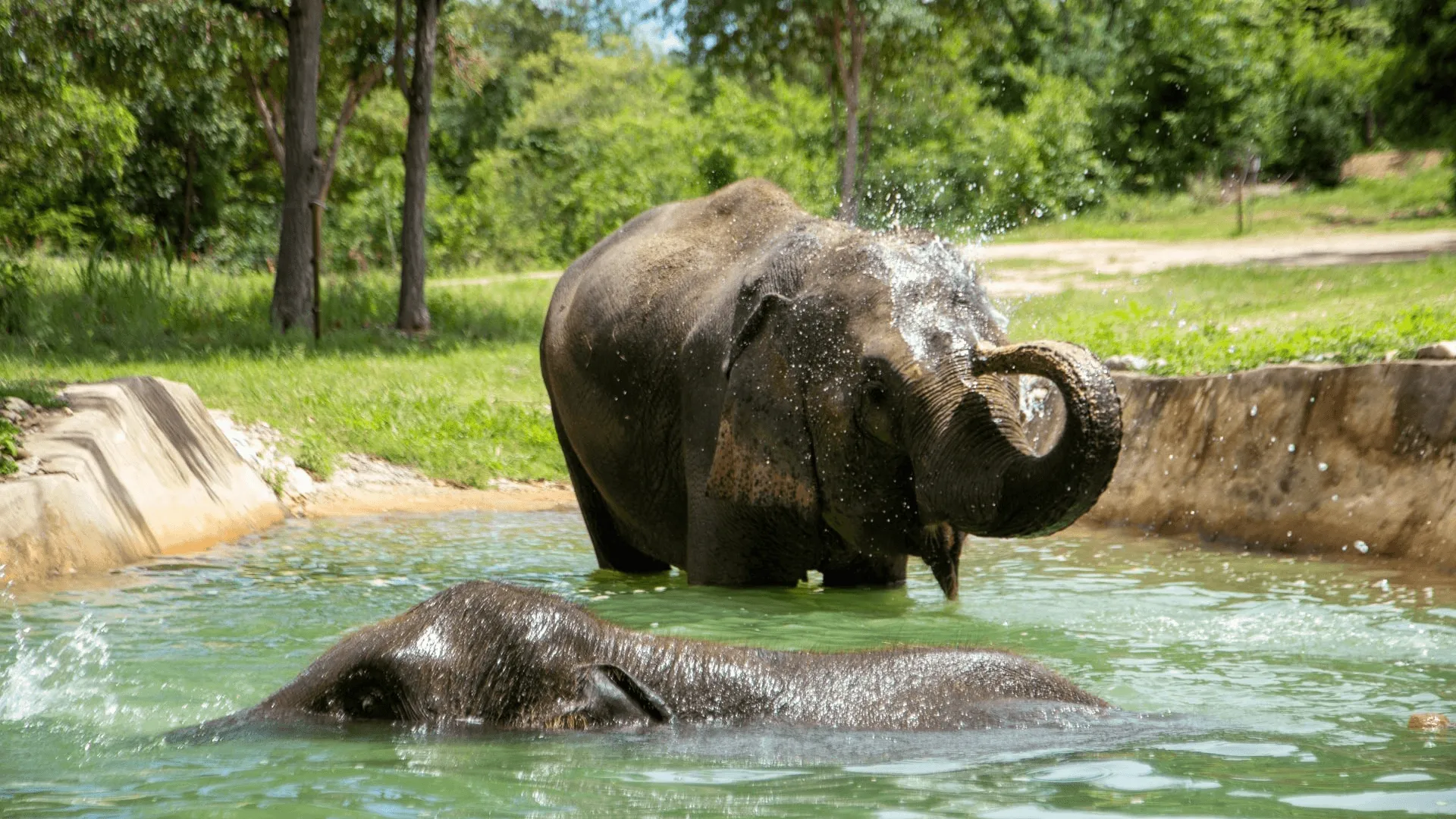 Elefant i vattnet på The Bush Camp Chiang Mai.